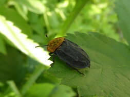 صورة Oiceoptoma thoracicum (Linnaeus 1758)