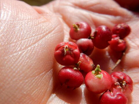 Image of Alpine spicy wintergreen