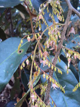 Image of Hopea ponga (Dennst.) D. J. Mabberley