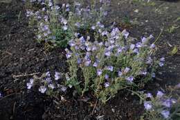 Слика од Chaenorhinum origanifolium (L.) Fourr.