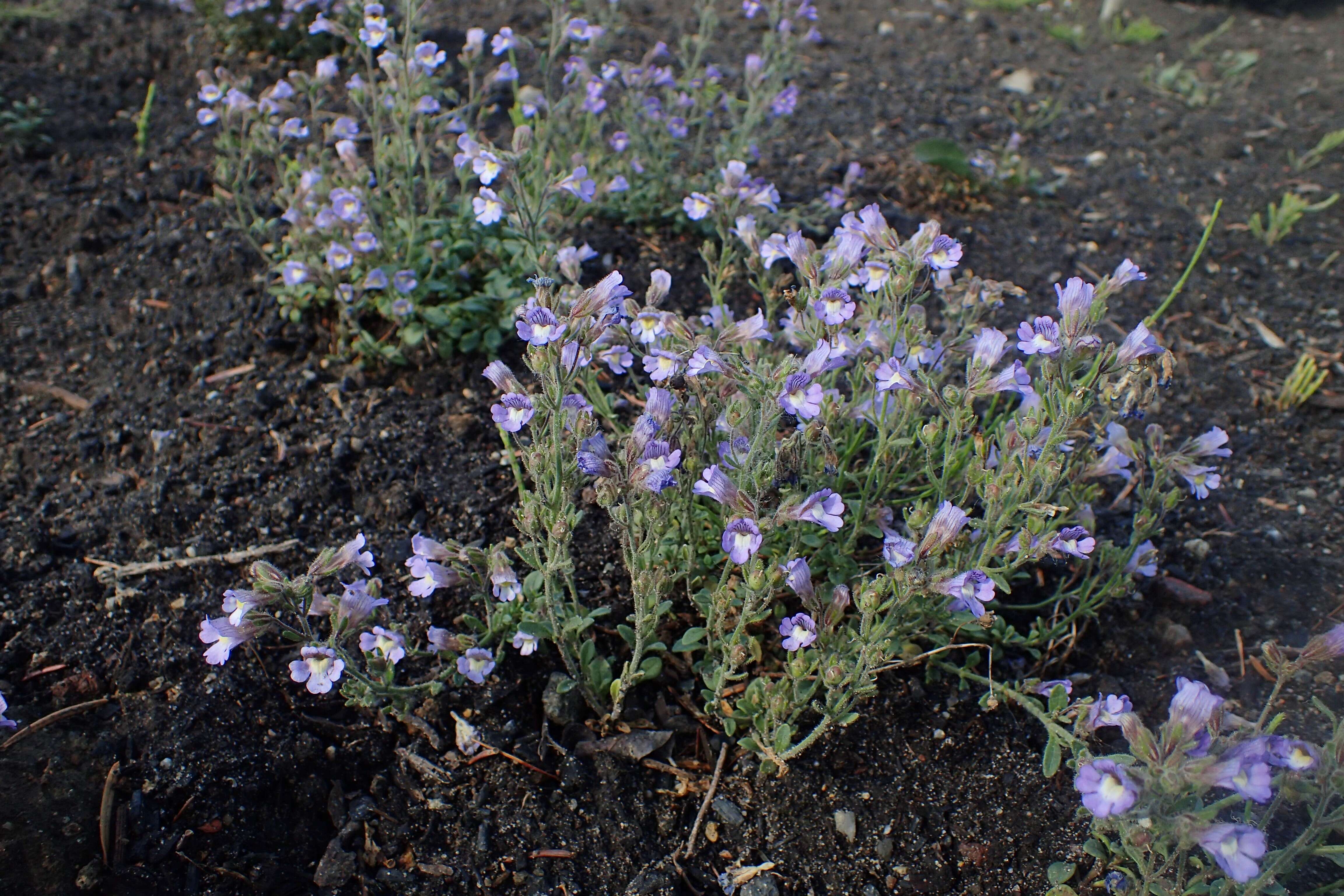 Image of Chaenorhinum origanifolium (L.) Fourr.