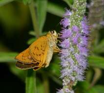 Image of Dark Palm Dart