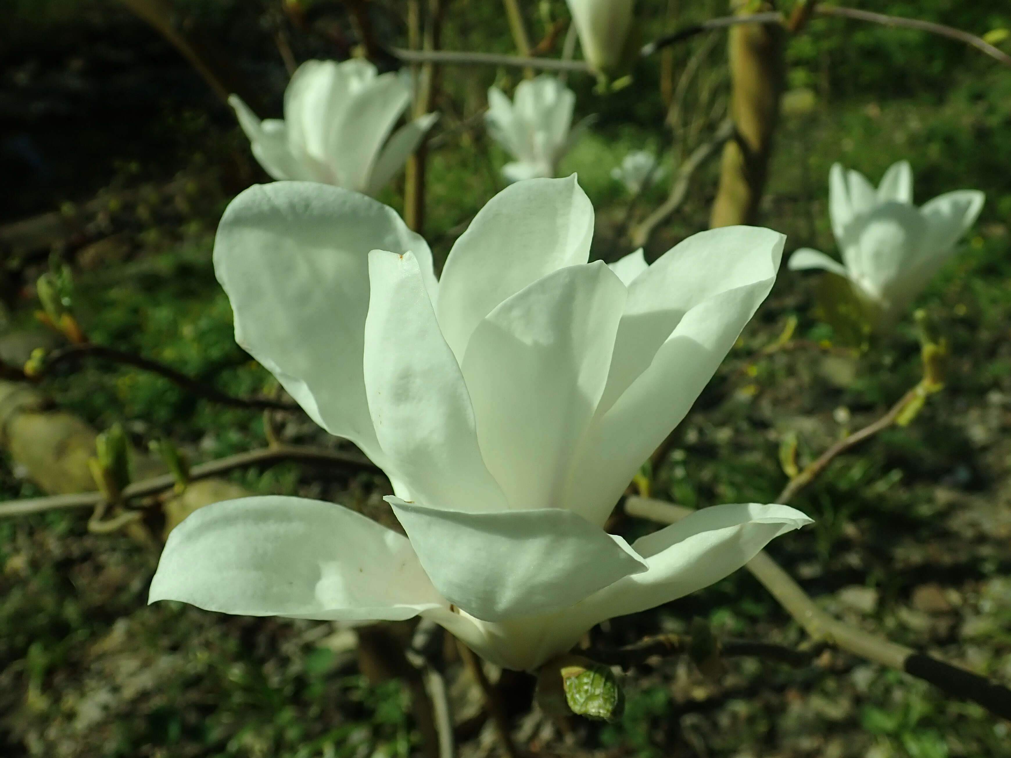 Image of Lily Tree