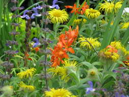 Image of Giant Montbretia