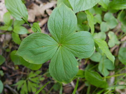 Image of herb Paris