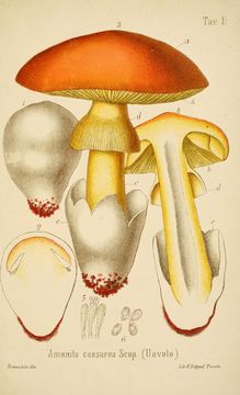 Image of Caesar's Mushroom