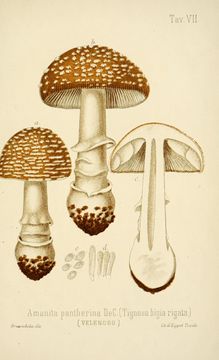 Image of Amanita