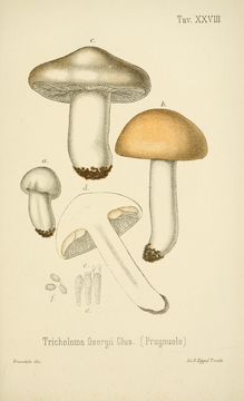 Image of <i>Calocybe gambosa</i> (Fr.) Donk 1962