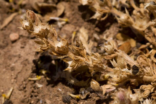 Teucrium cubense Jacq. resmi