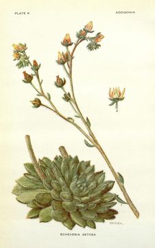Image of echeveria