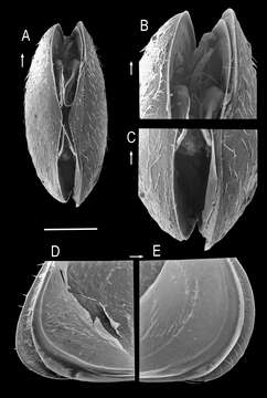 Image of Potamocypris smaragdina