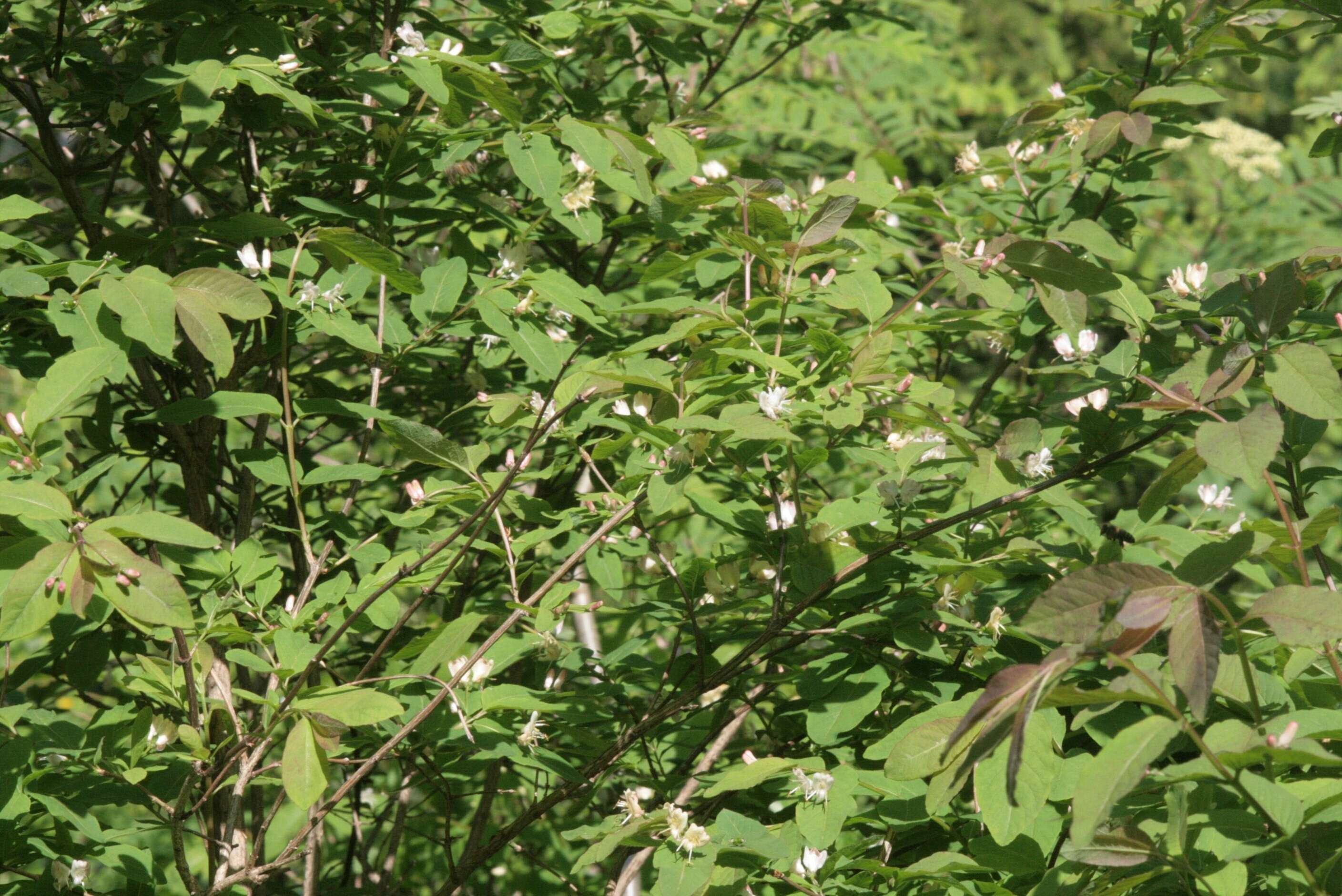 Lonicera nigra L. resmi