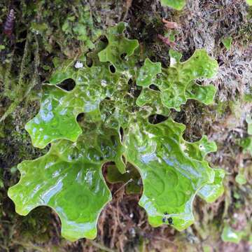 Image of Lungwort