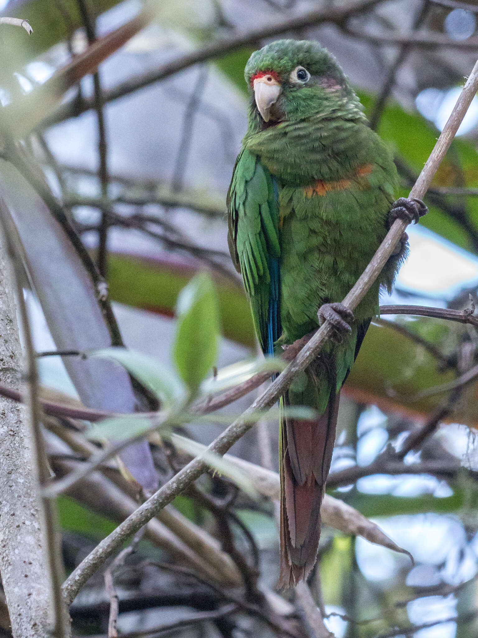 Image of Santa Marta Conure