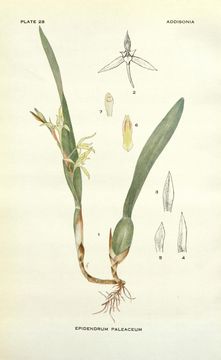 Image of <i>Nidema paleaceum</i>