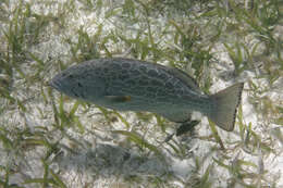 Image of Yellowfin Grouper