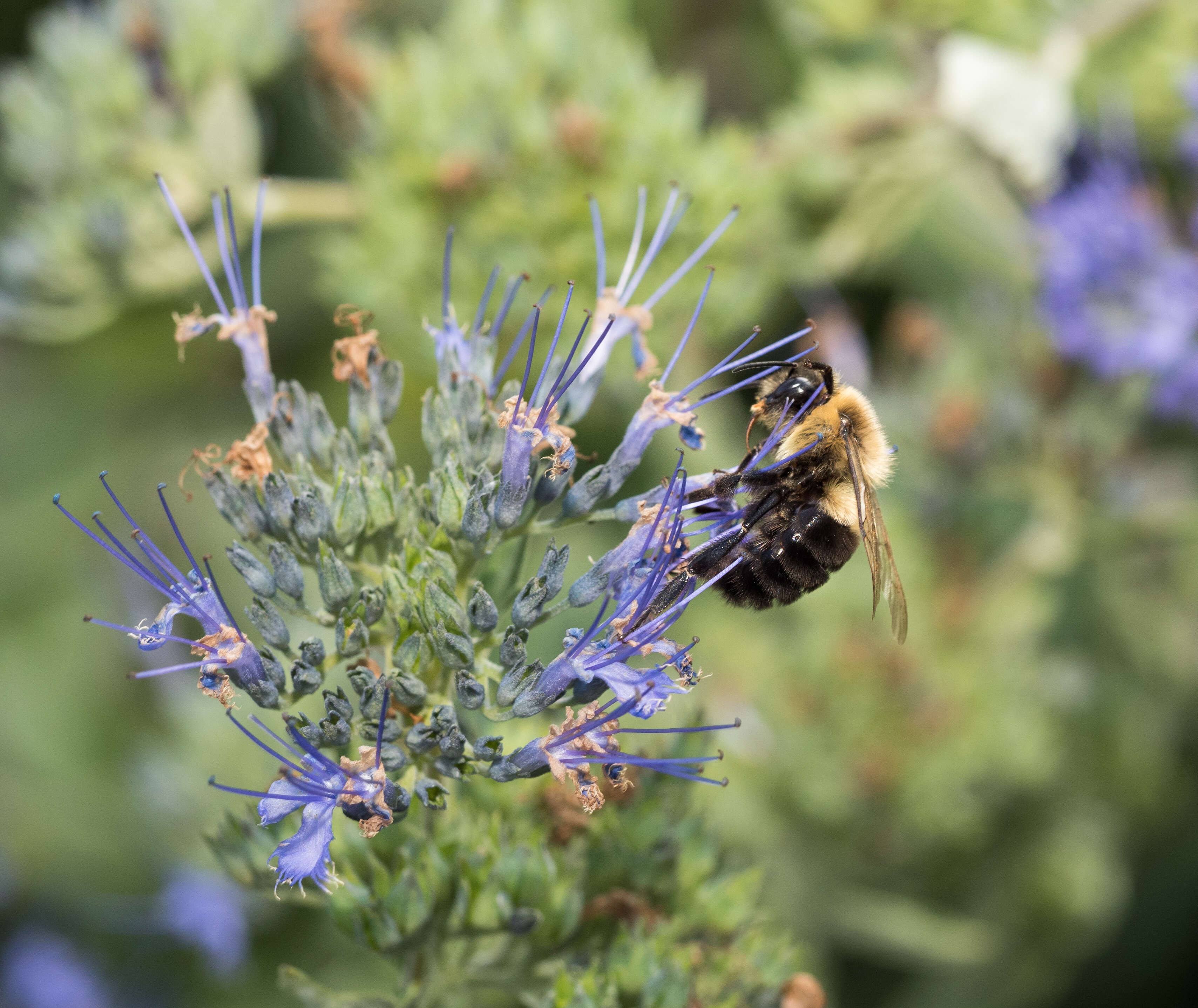 Image of Common Eastern Bumblebee