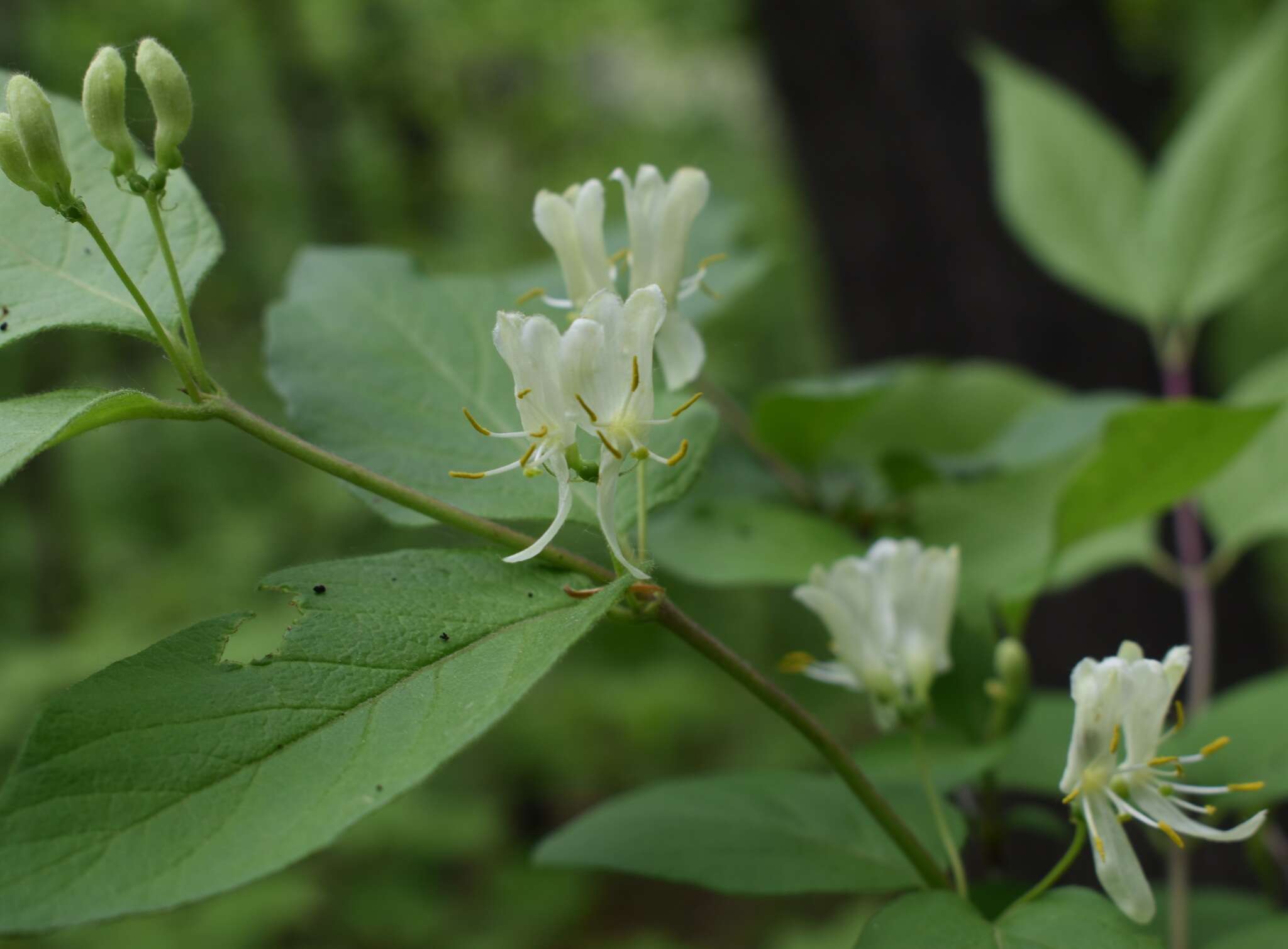 Image of Manchurian honeysuckle