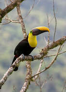 Image of Chestnut-mandibled Toucan