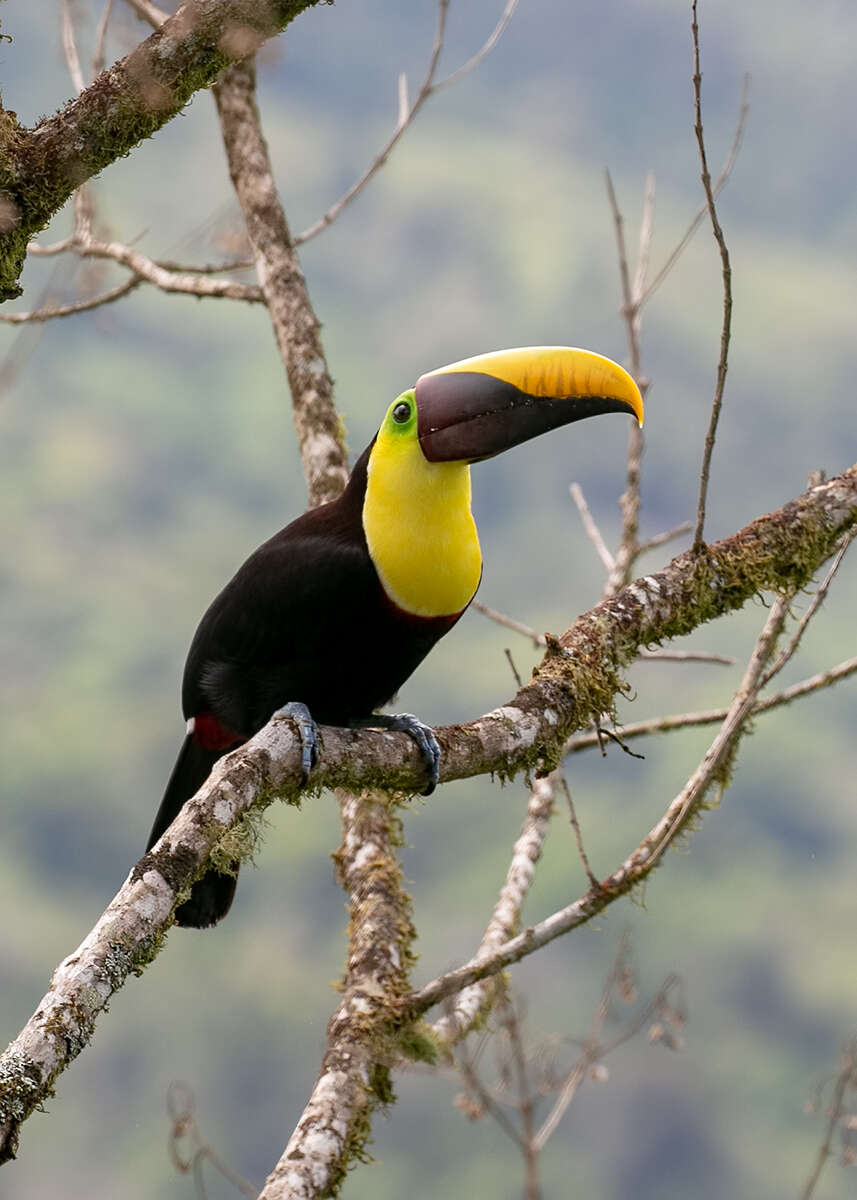 Image of Chestnut-mandibled Toucan