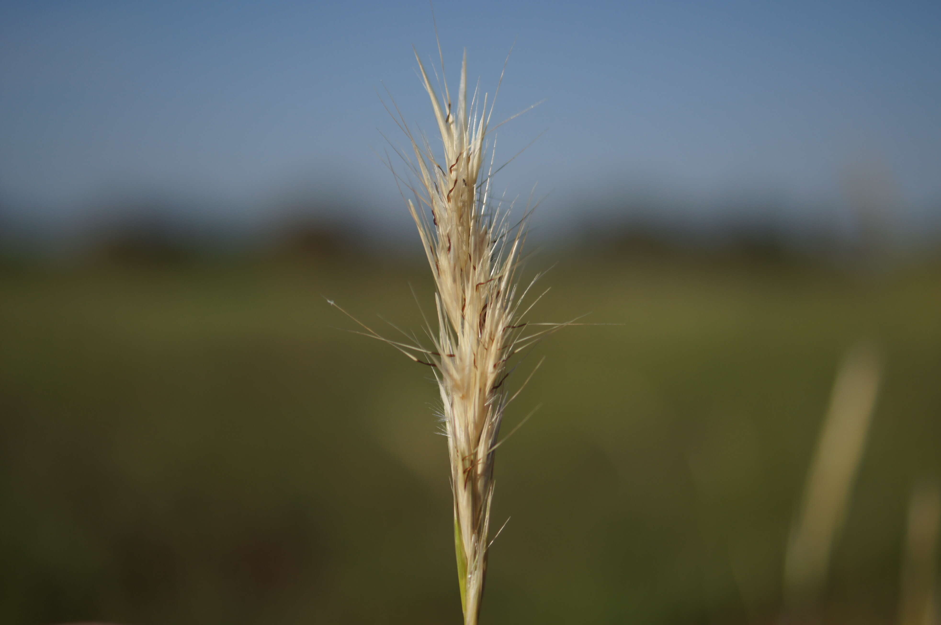 Rytidosperma caespitosum (Gaudich.) Connor & Edgar resmi