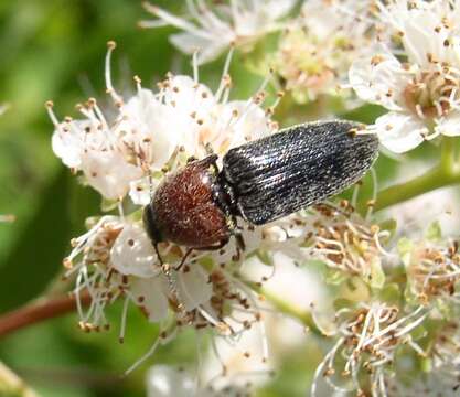 Imagem de Spiraea alba var. latifolia (Aiton) H. E. Ahles