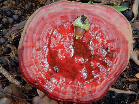 Image of lingzhi mushroom