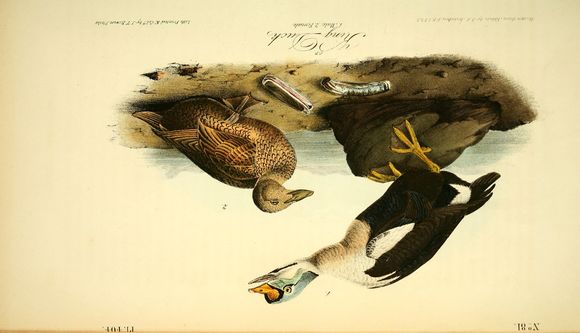 Image of King eider