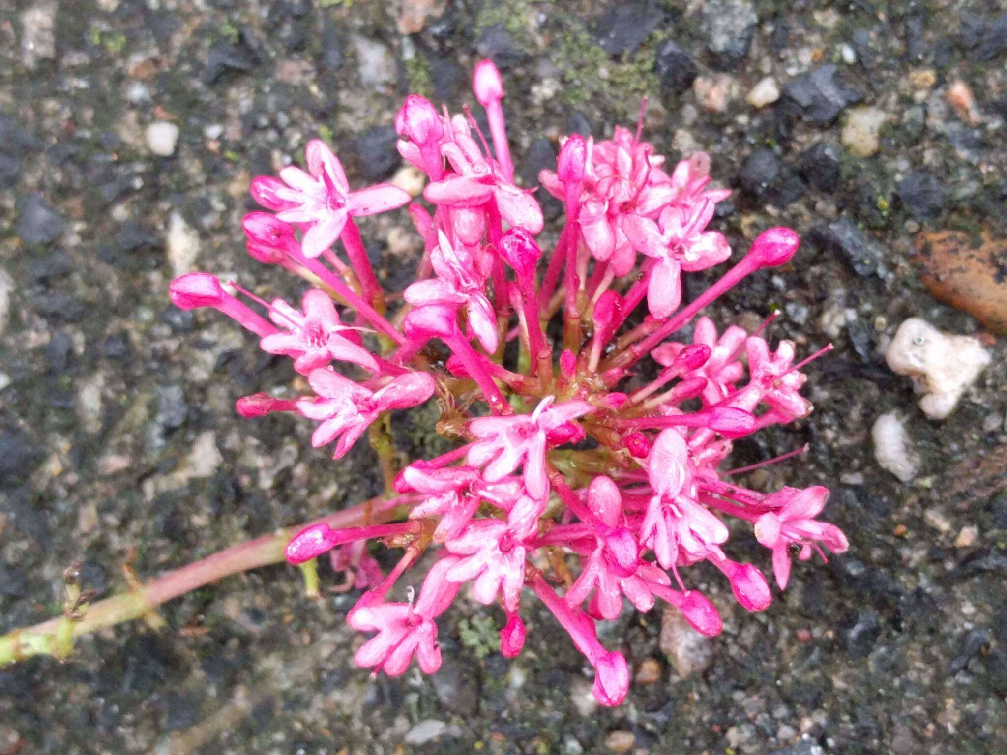 Image of Red Valerian