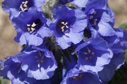 Image of sticky polemonium