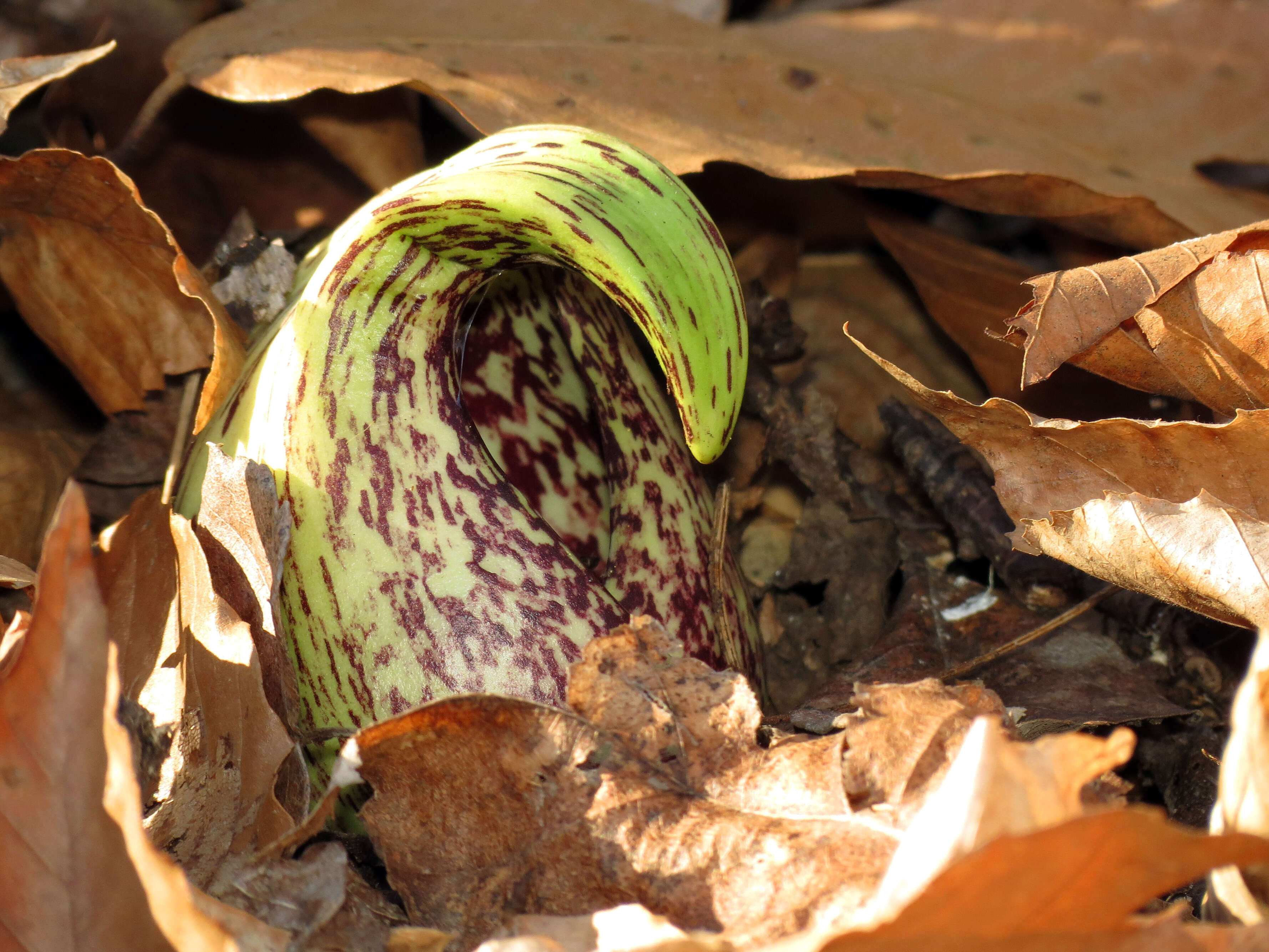 Image of Clumpfoot Cabbage