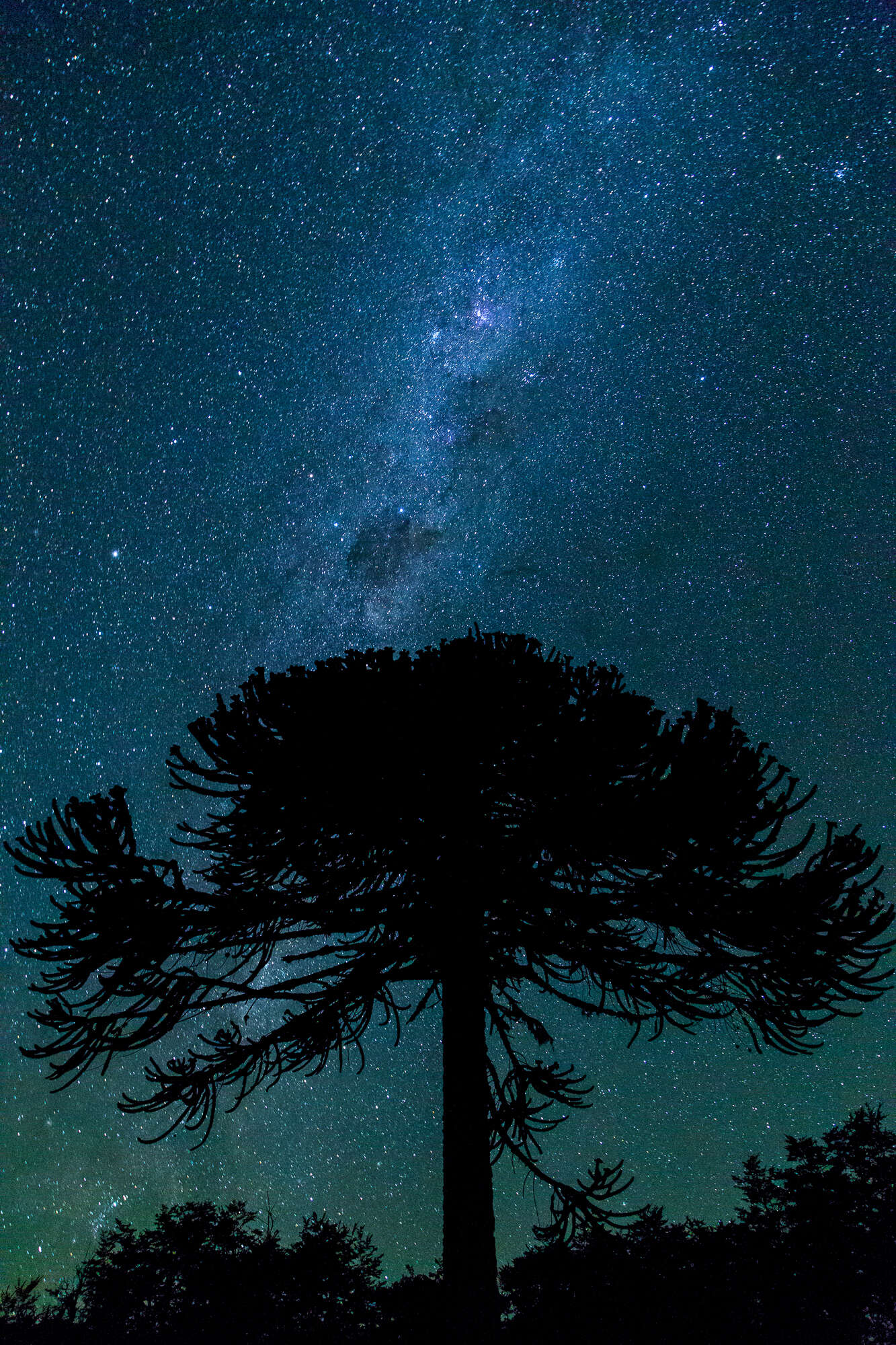 Image of Monkey Puzzle