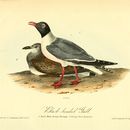 Image of laughing gull