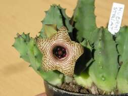 Image of Huernia