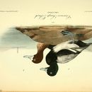 Image of Greater scaup