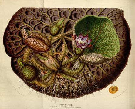 Image of euryale