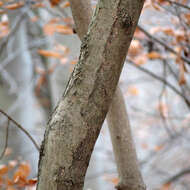 Image of Norway Maple