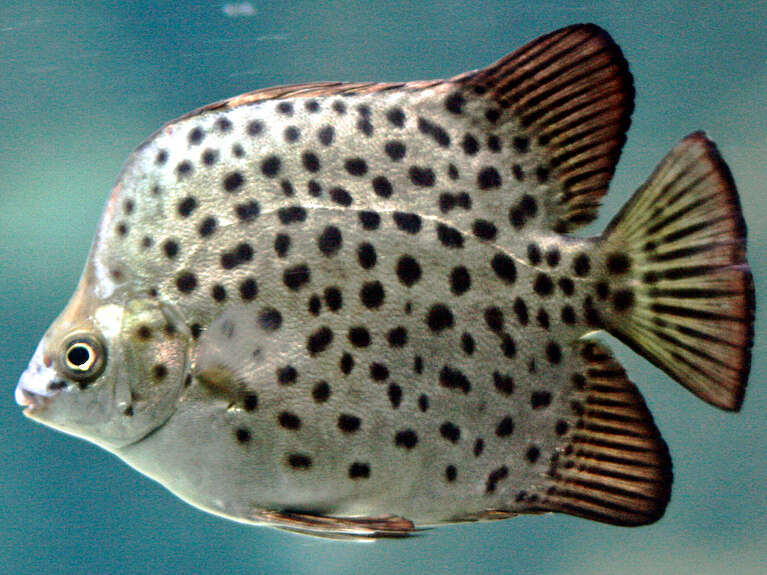 Image of Scatophagus