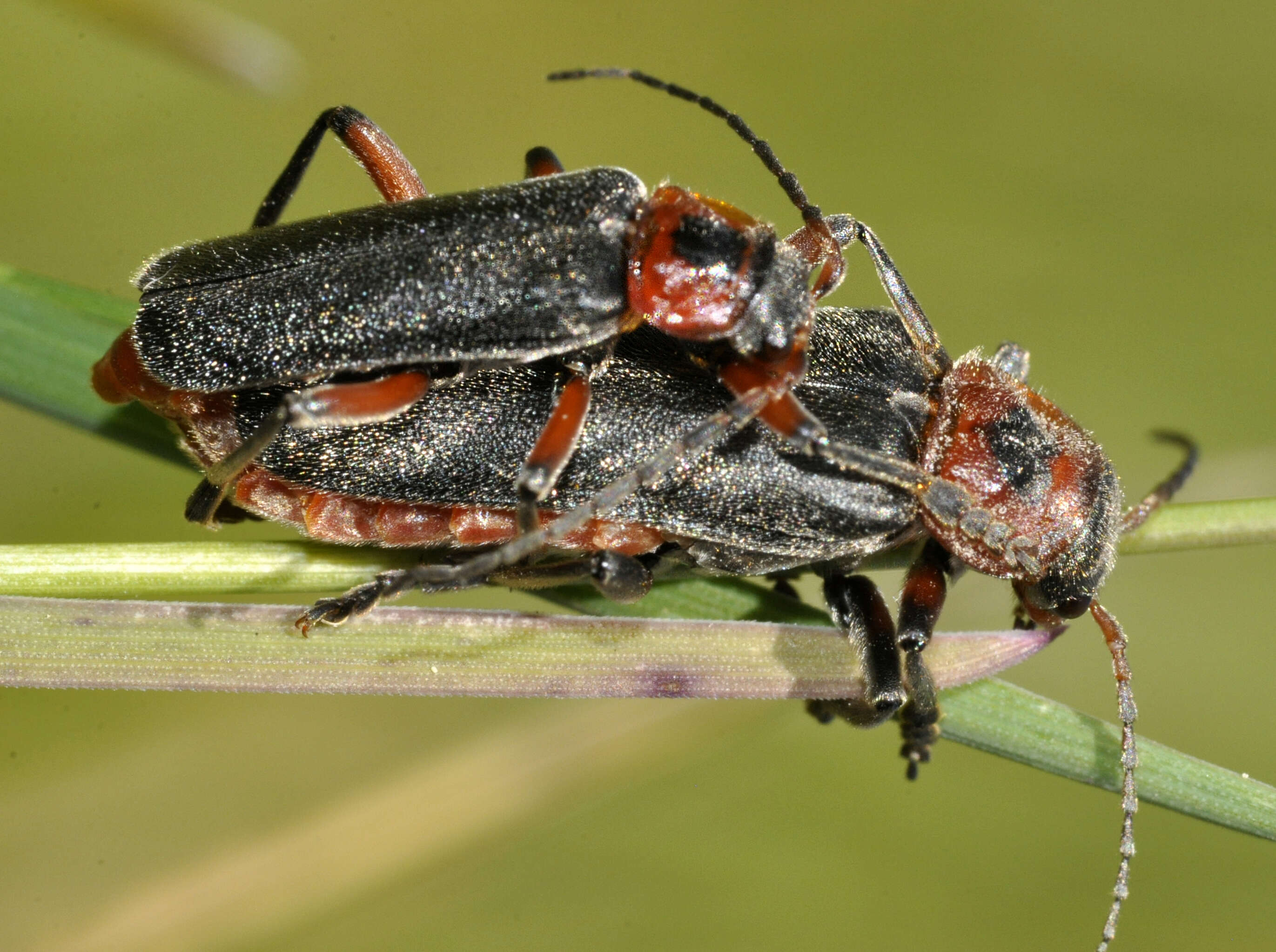 Image of Cantharis rustica