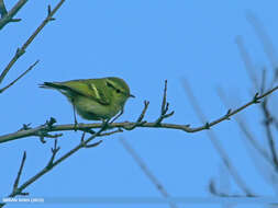 صورة Phylloscopus chloronotus (Gray, JE, Gray & GR 1847)