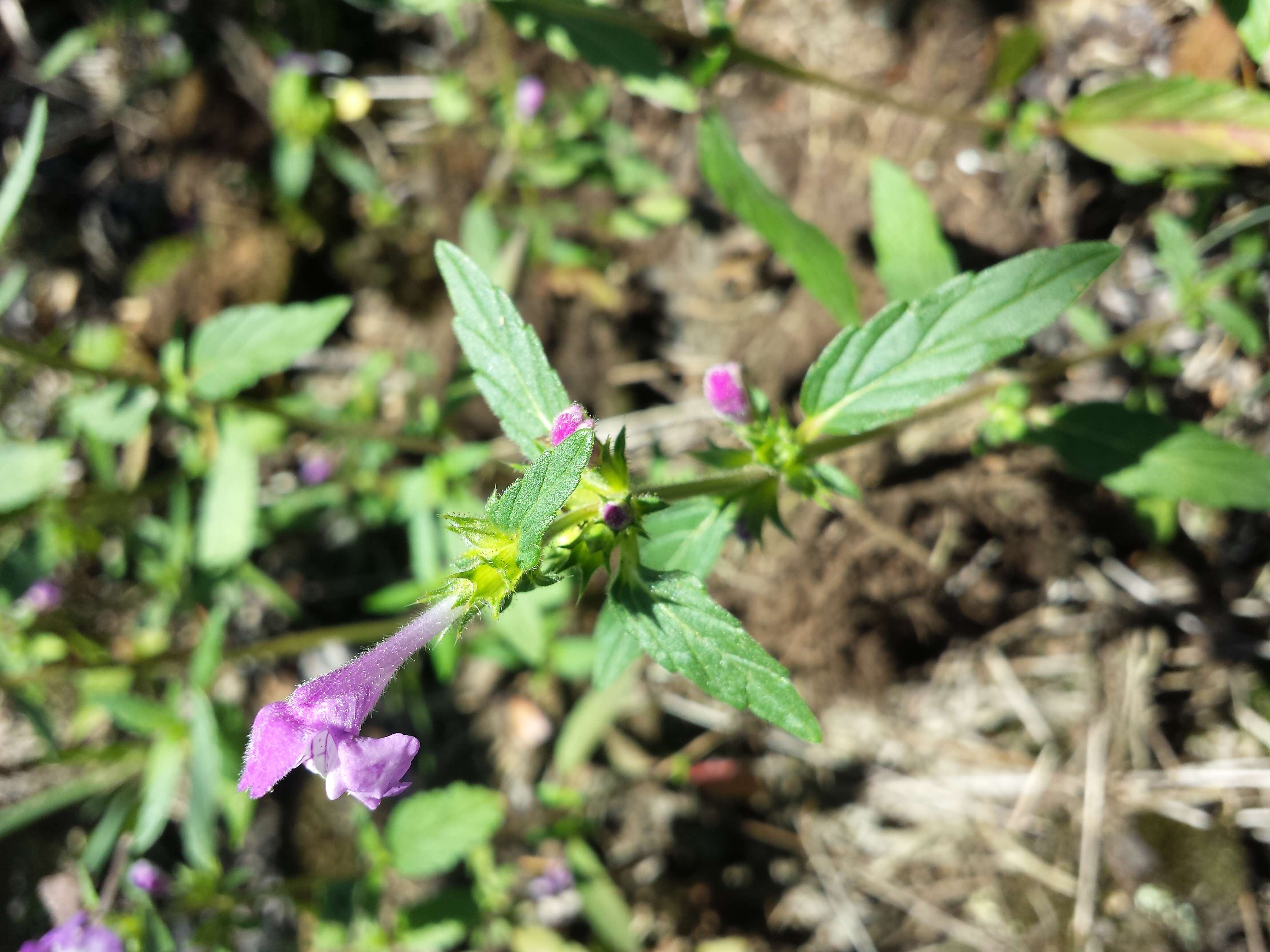 Image of Red hemp nettle