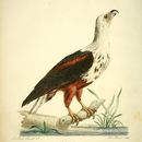 Image of African Fish Eagle