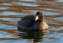 Image of Fulica Linnaeus 1758