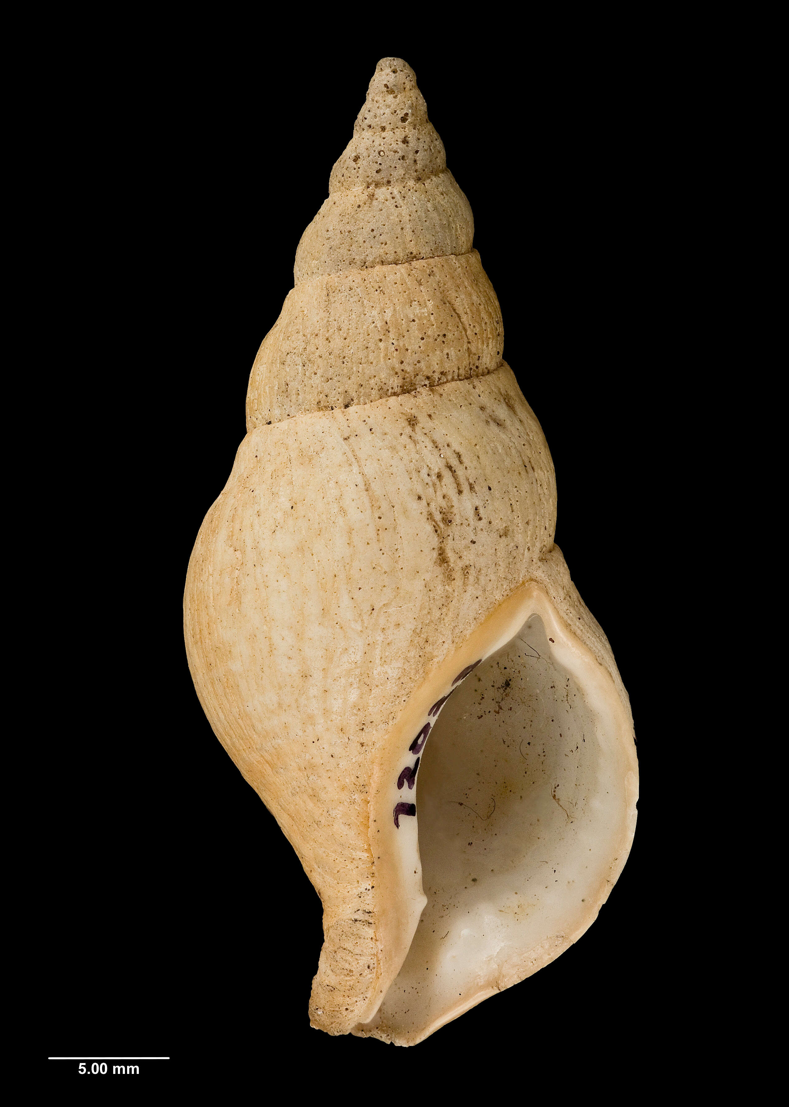 Image of Buccinulum pertinax (Martens 1878)