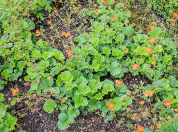 Image of Geum coccineum Sibth. & Sm.