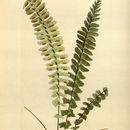 Image of singlesorus spleenwort