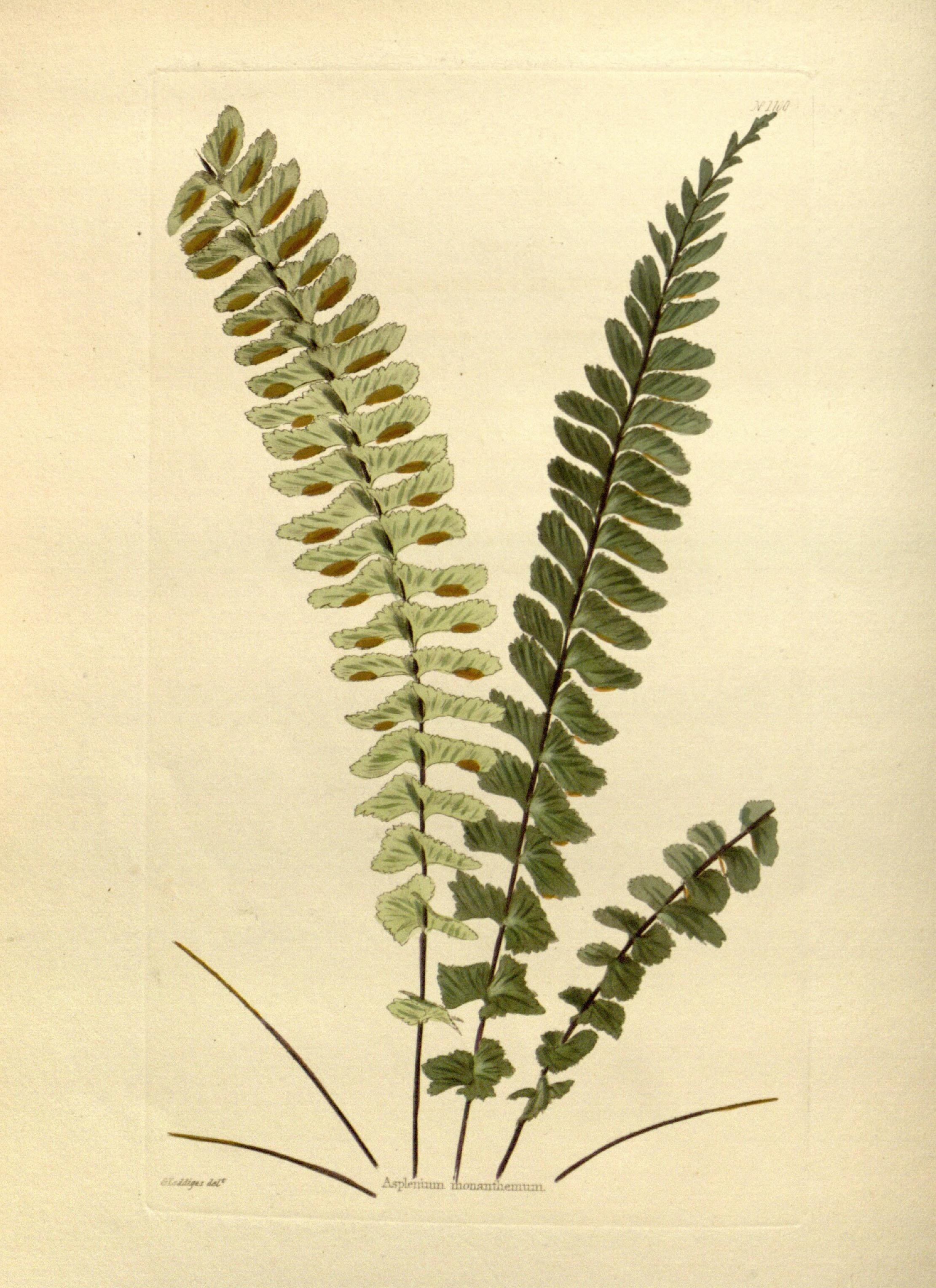 Asplenium monanthes (rights holder: Biodiversity Heritage Library)