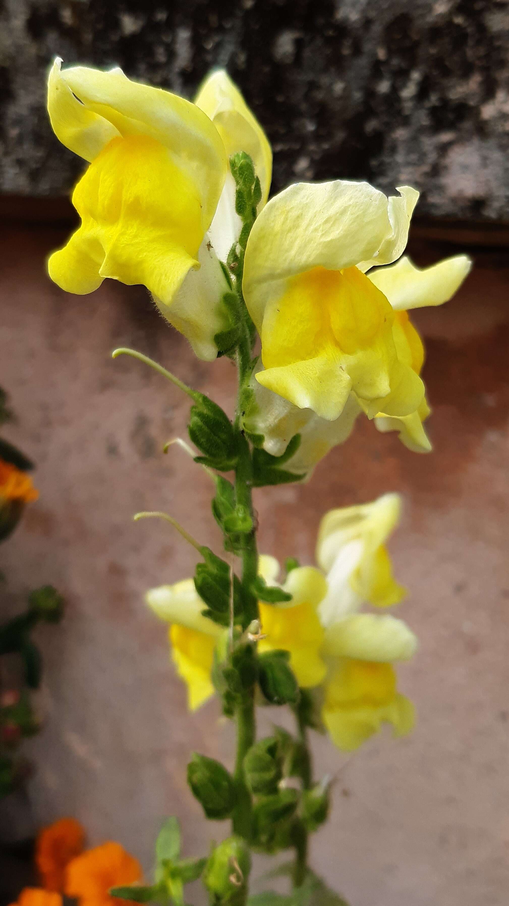 Plancia ëd Antirrhinum majus L.