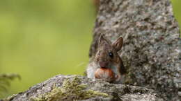 Image of wood mouse, long-tailed field mouse