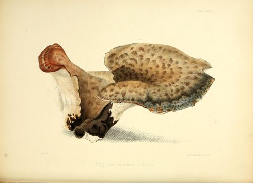 Image of Hawks Wing